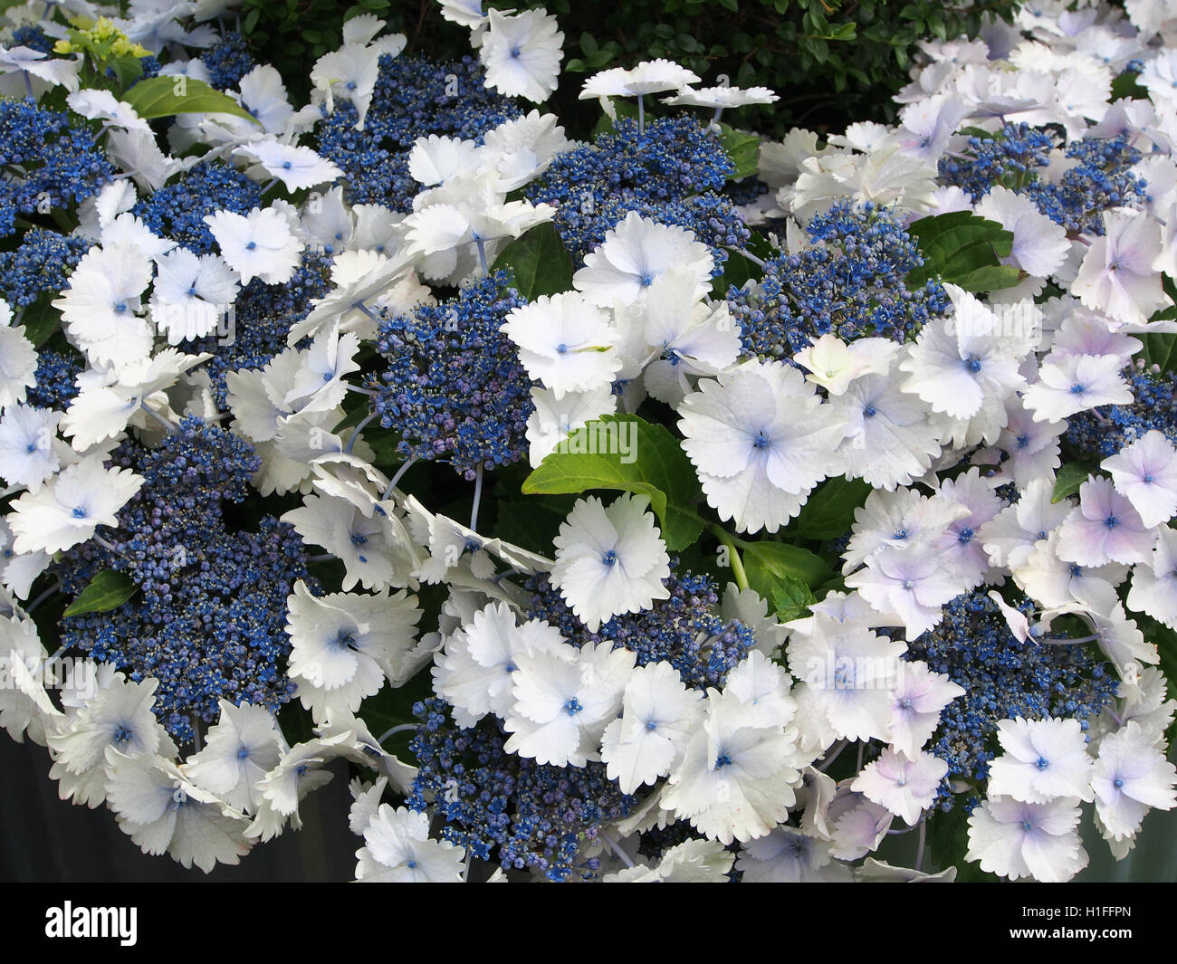 Blue and white Hydrangea acecap hydrangea in full bloom in July at Tatton Park Flower Show in Cheshire, England, UK  in 2016. Stock Photo