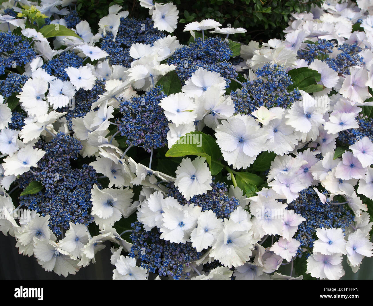 Blue and white Hydrangea acecap hydrangea in full bloom in July at ...