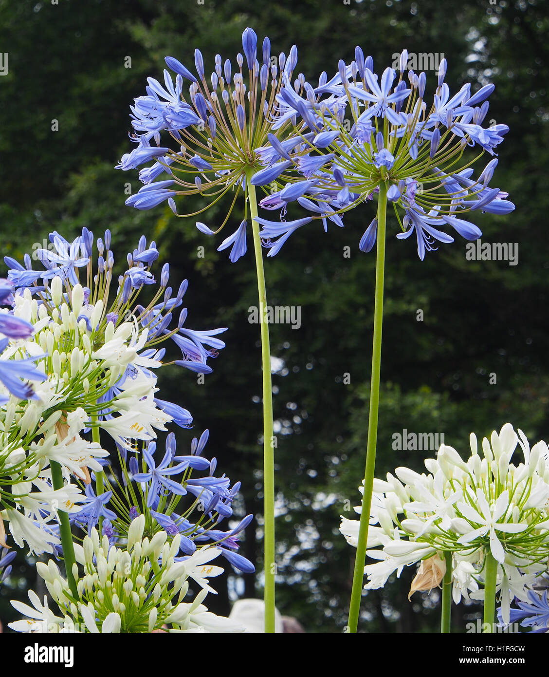 Blue and white agapanthus (African blue lily) Agapanthus Africanus flowers growing, with a dark natural background at RHS Tatton Park Flower Show 2016. Stock Photo