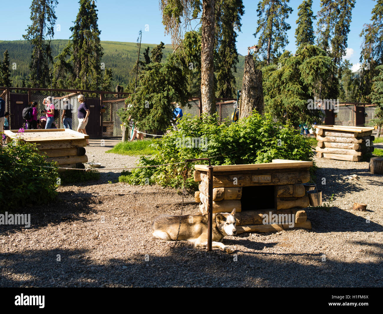 Visitors explore the Denali Kennels and learn about their sled dogs; Denali National Park