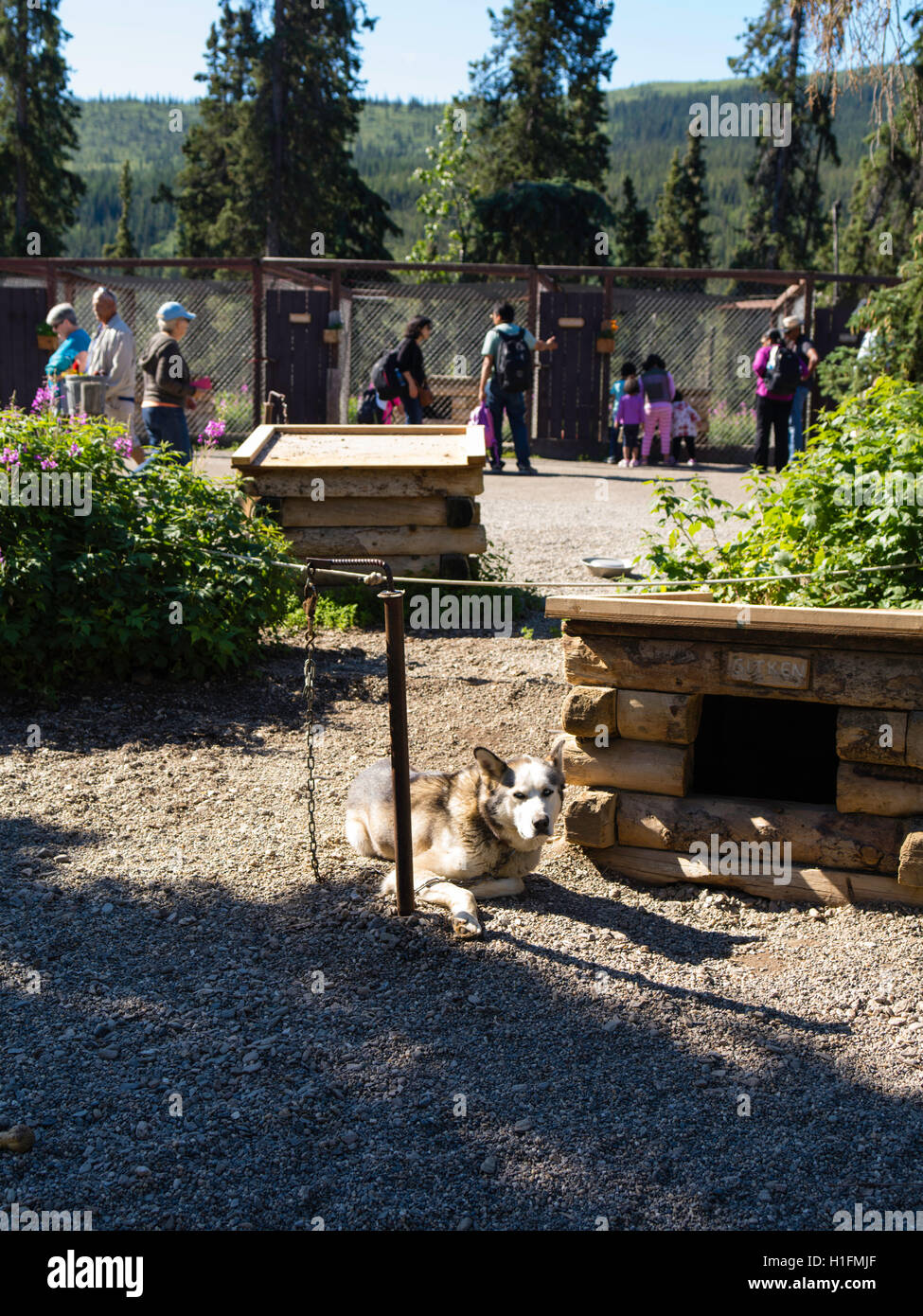 Visitors explore the Denali Kennels and learn about their sled dogs