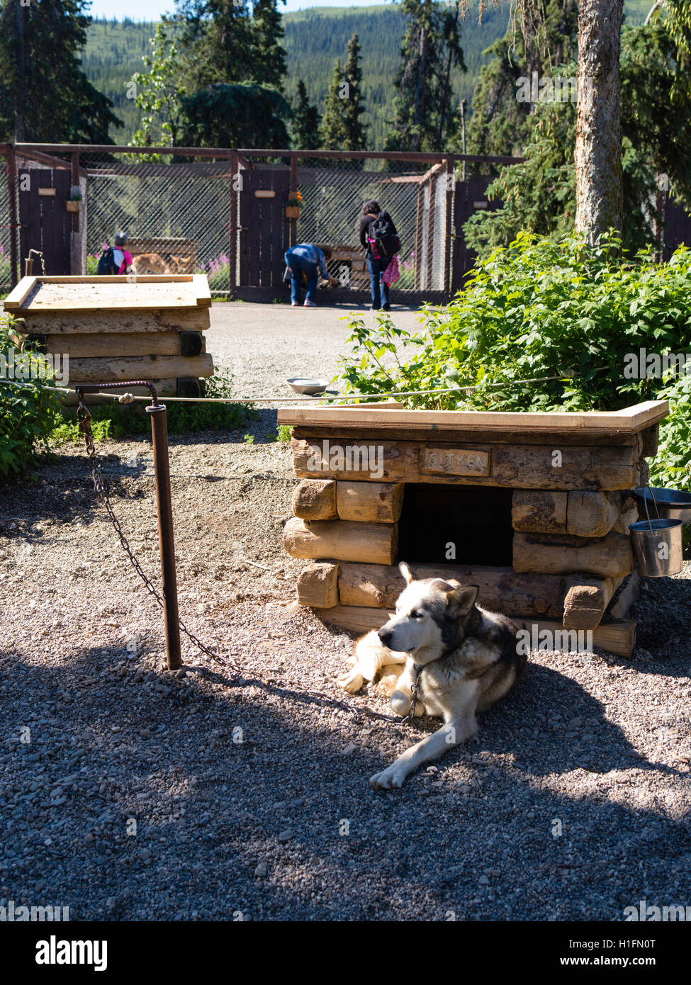 Visitors explore the Denali Kennels and learn about their sled dogs