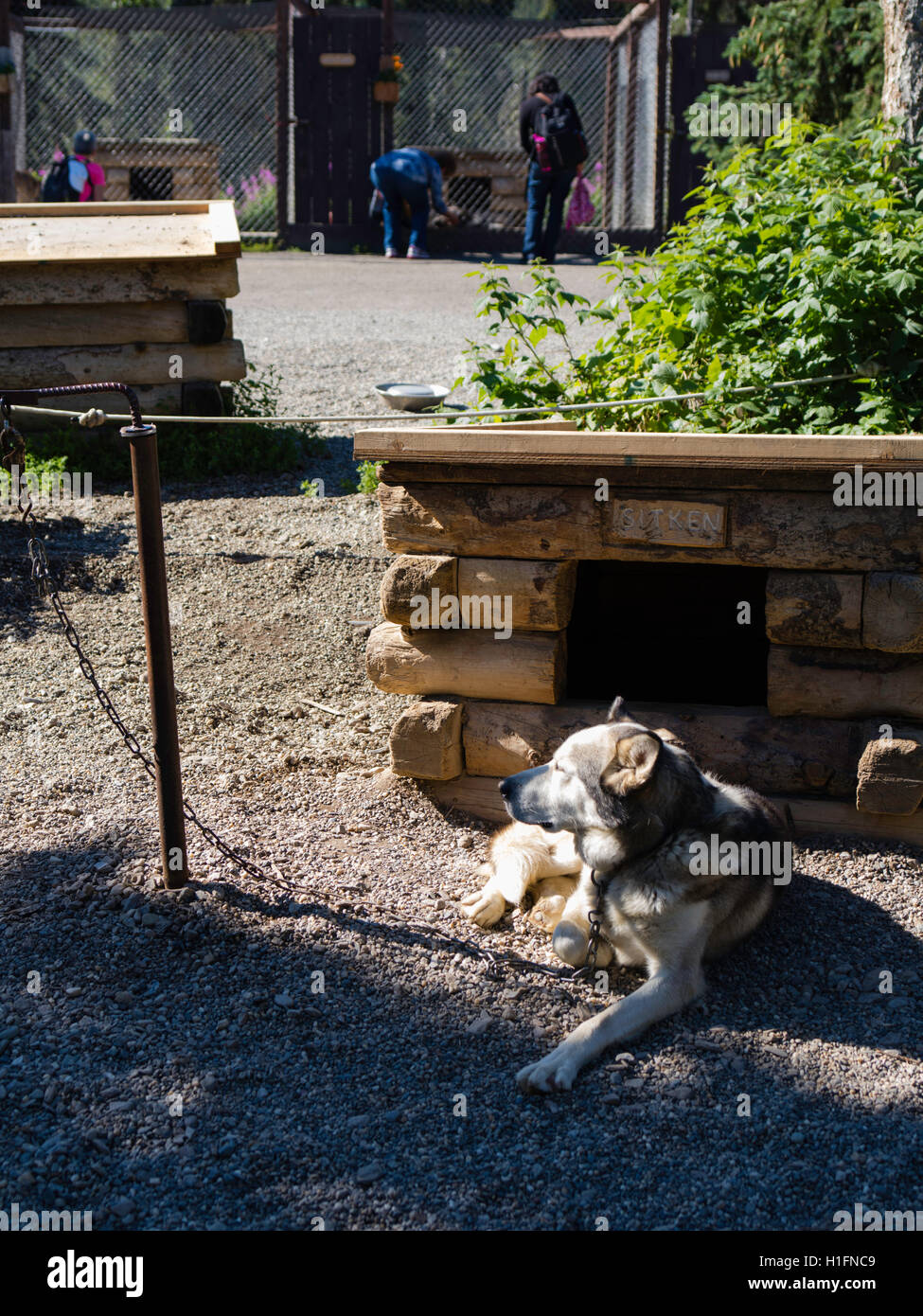 Visitors explore the Denali Kennels and learn about their sled dogs