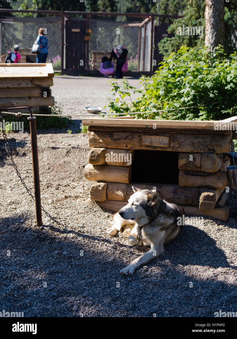Visitors explore the Denali Kennels and learn about their sled dogs
