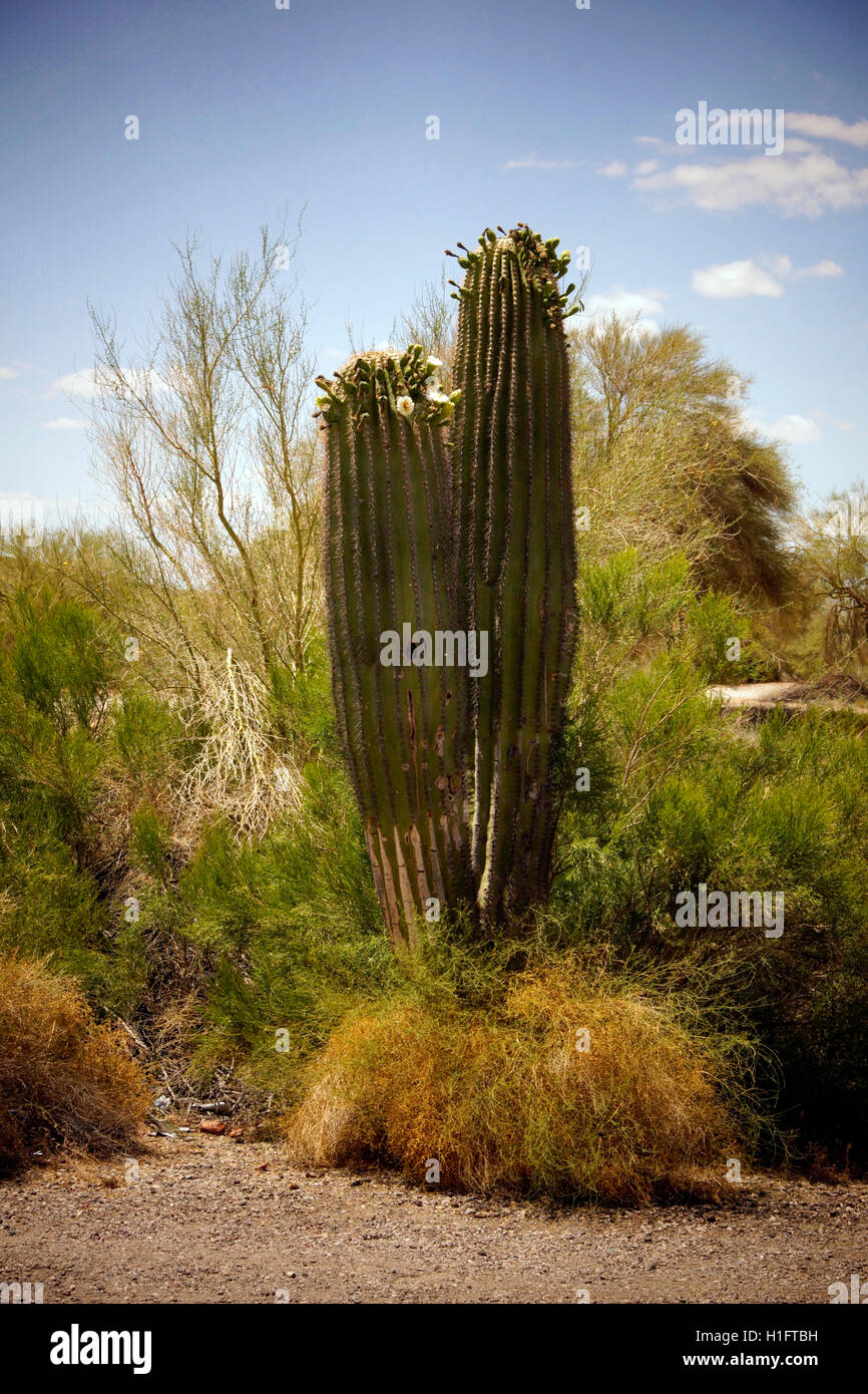 Flowering Saguaro Cactus Stock Photo - Alamy