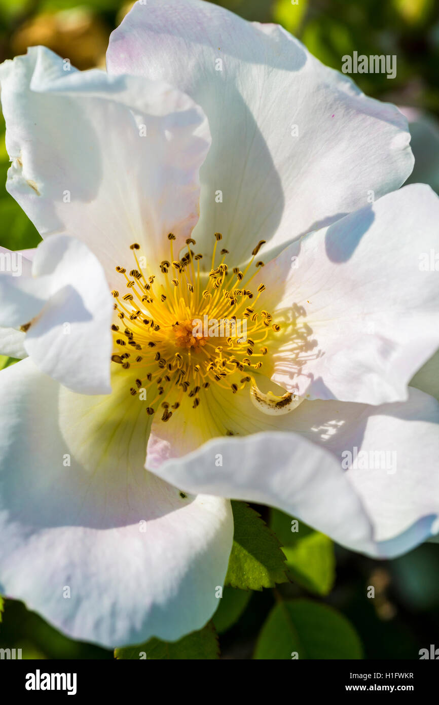 detail of a white dog rose (Rosa canina Stock Photo - Alamy