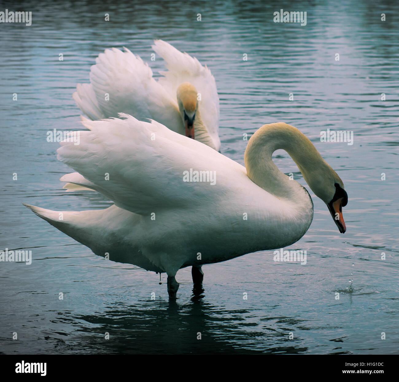 Two white swans swimming in Ontario lake Stock Photo - Alamy
