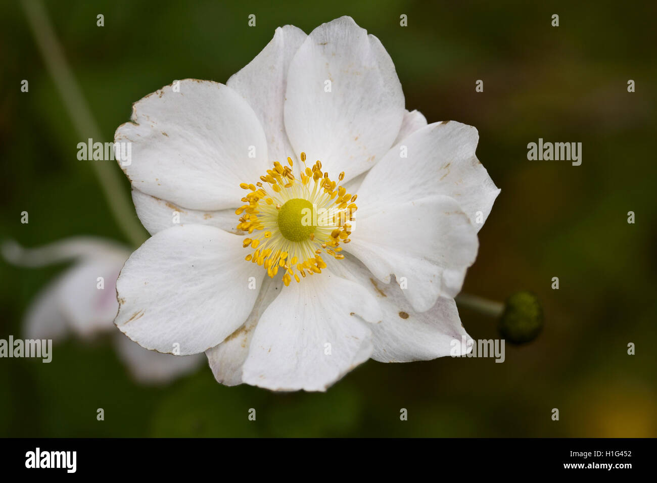 closeup of an white anemone Stock Photo