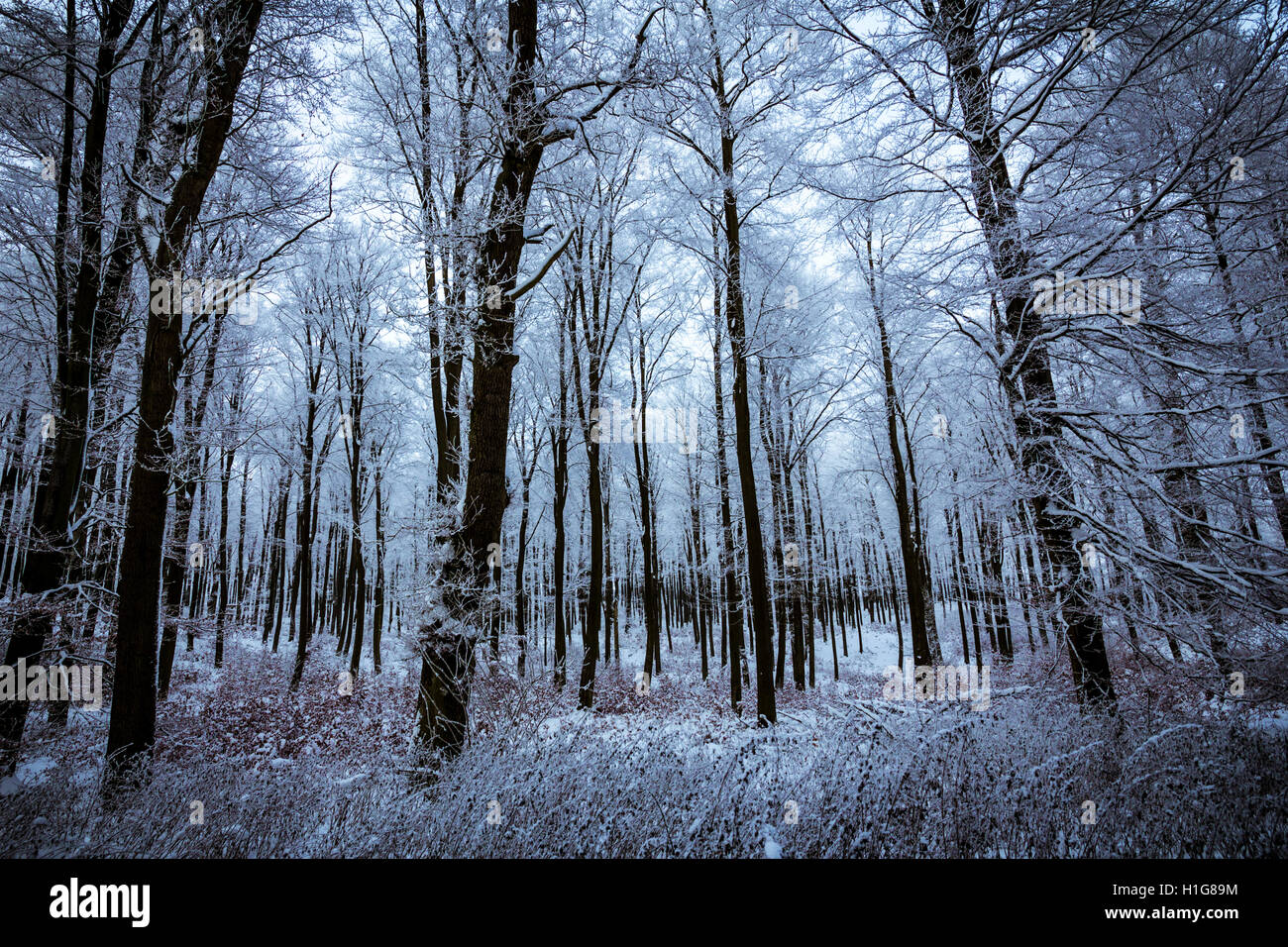 Silent winter forest hi-res stock photography and images - Alamy