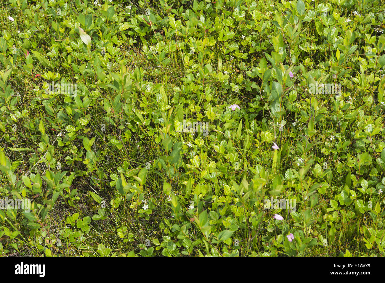 West Virginia, Cranberry Glades, wild orchids Stock Photo Alamy