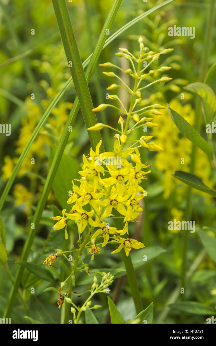West Virginia, Cranberry Glades, wild orchids Stock Photo Alamy
