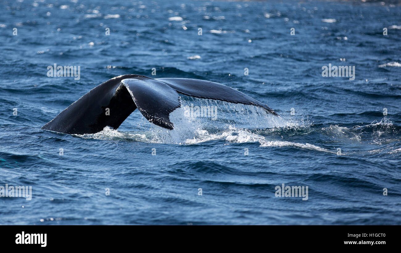 Whale tail fluke. A humpback whale dives into the Atlantic Ocean Stock ...