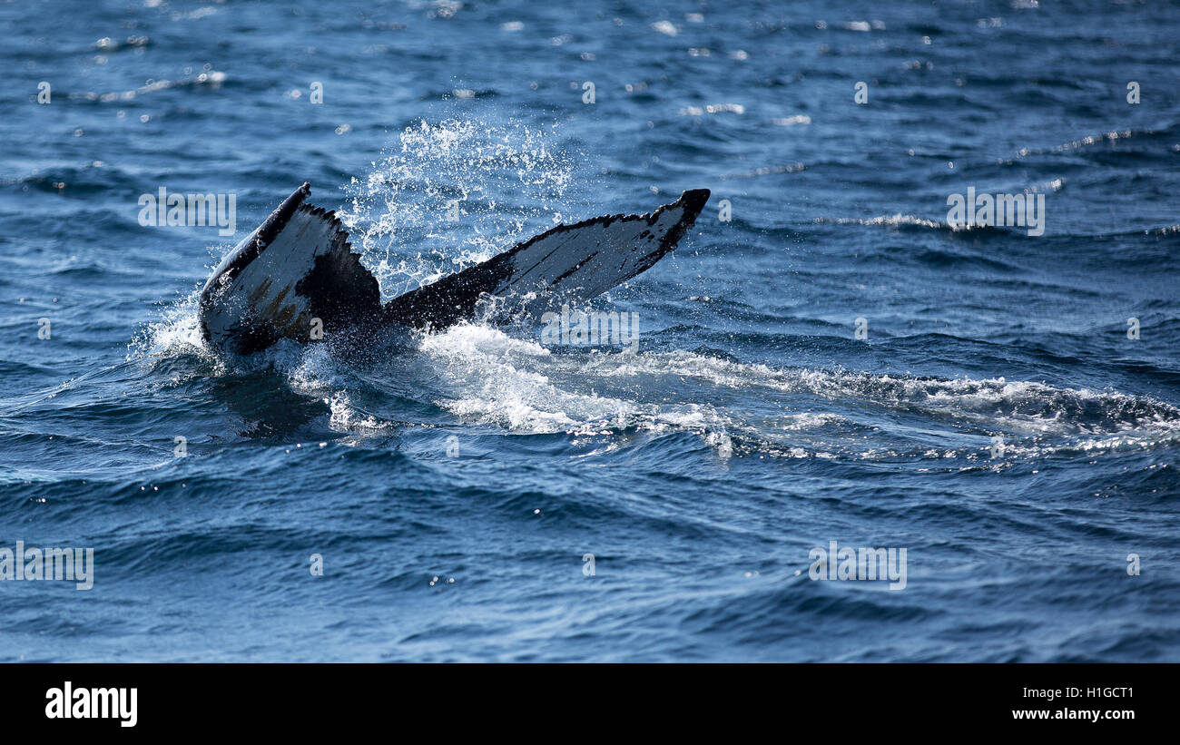 Whale tail fluke. A humpback whale dives into the Atlantic Ocean Stock ...
