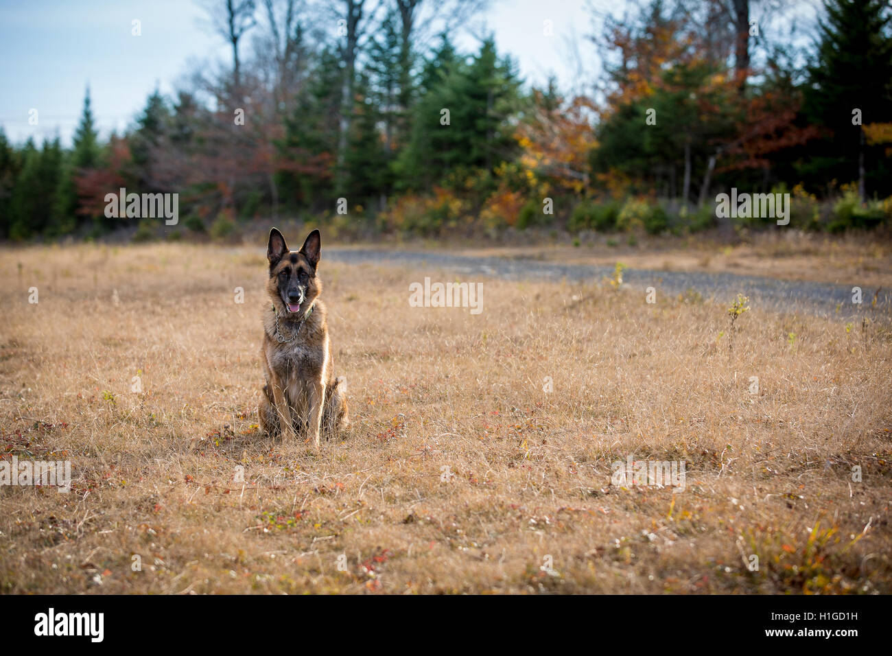 Haunches Stock Photos & Haunches Stock Images Alamy