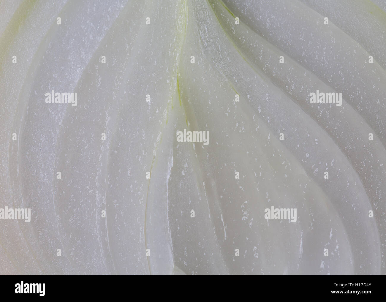 Half of a spanish onion, showing the layers of growth, showing off the