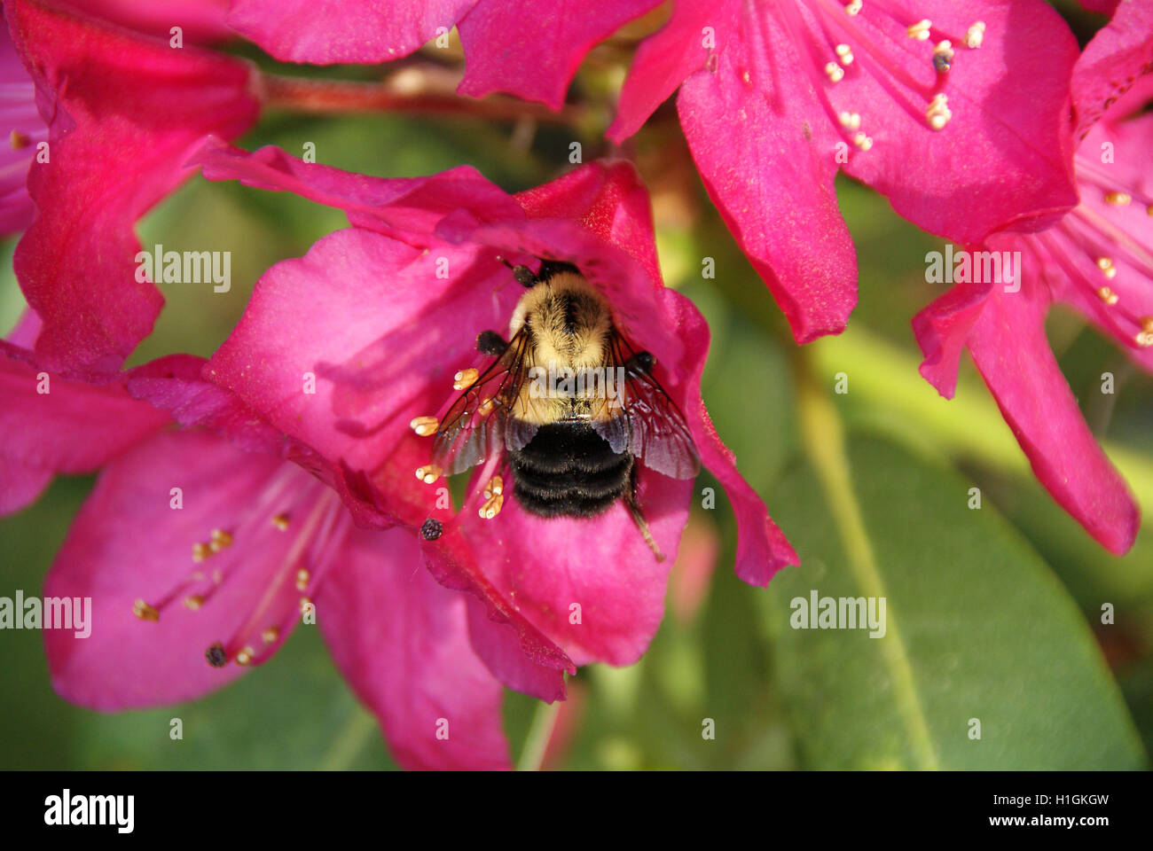 Bumblebee feeding on pink blooming rhododendron bush. Stock Photo