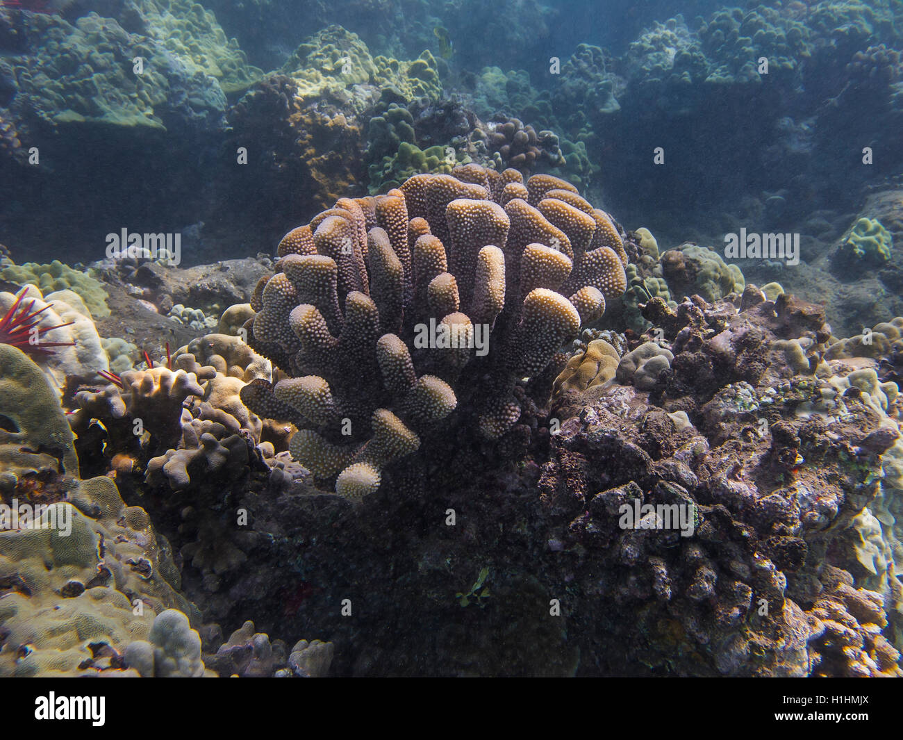 Hard coral Stock Photo
