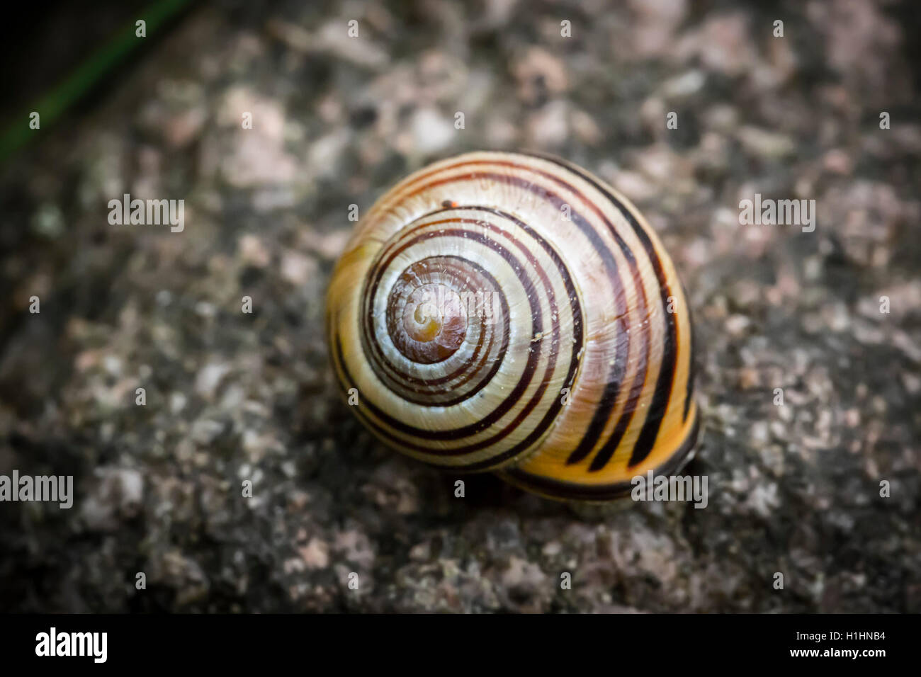 close up of a snail with stripes Stock Photo