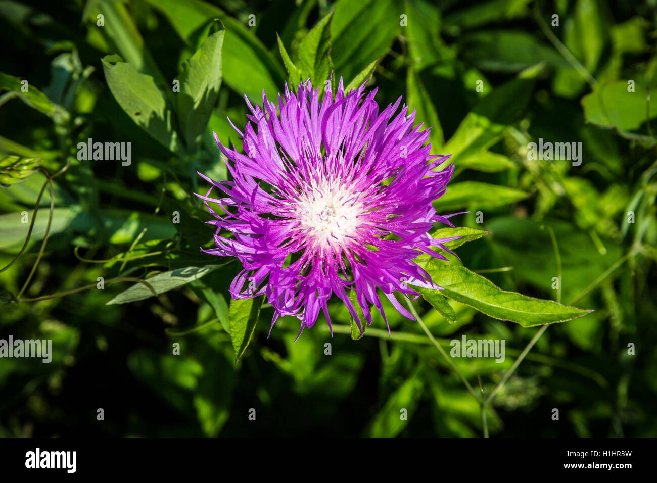 purple greater knapweed flower Stock Photo