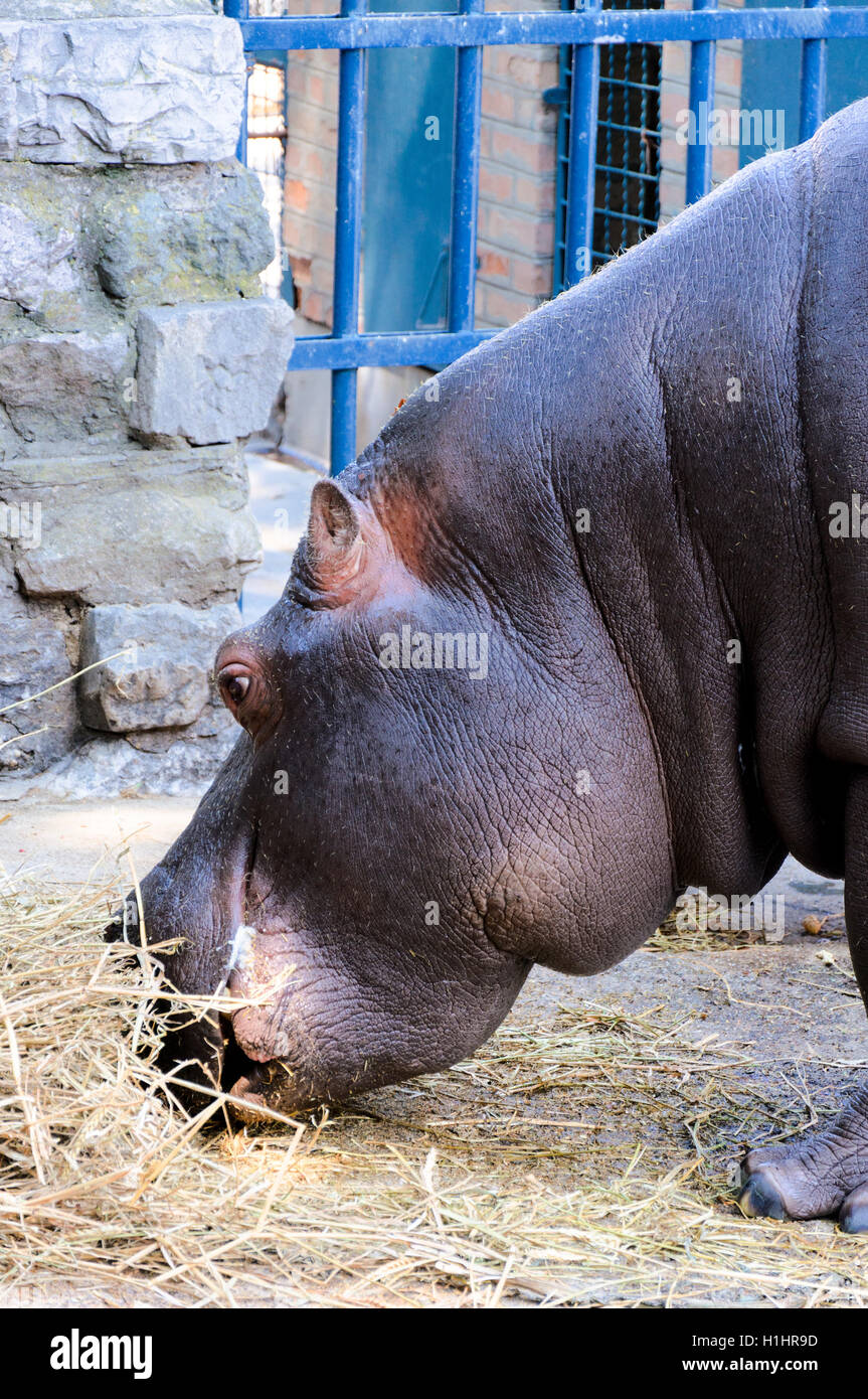 Hippo eating Stock Photo