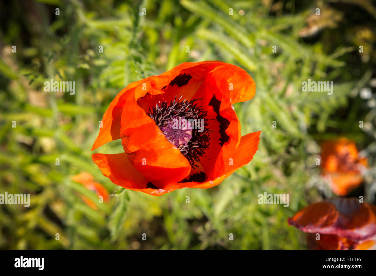 close up of a red poppy with green background Stock Photo - Alamy