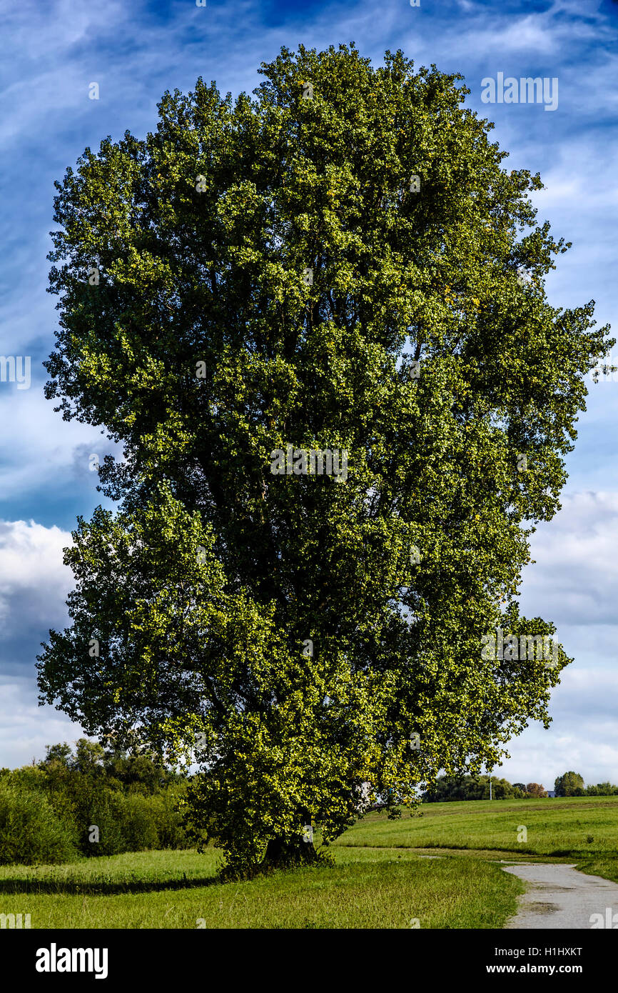 Large old poplar tree Stock Photo Alamy