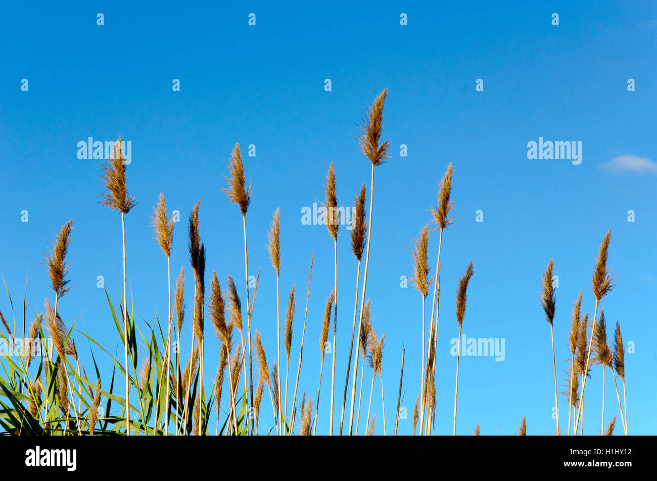 Seedy reed stalks Stock Photo