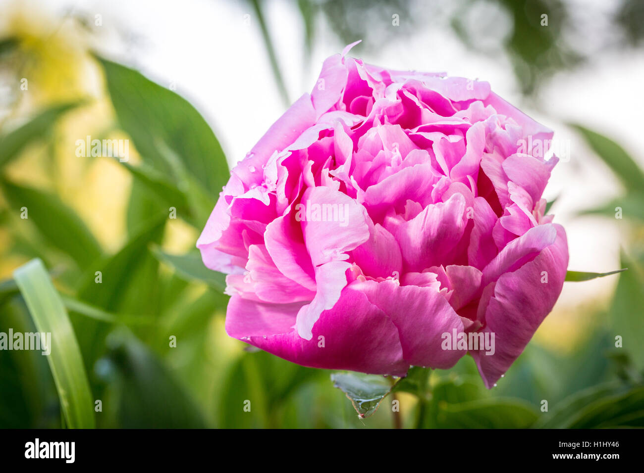 closeup of a pink peony flower in a garden Stock Photo - Alamy