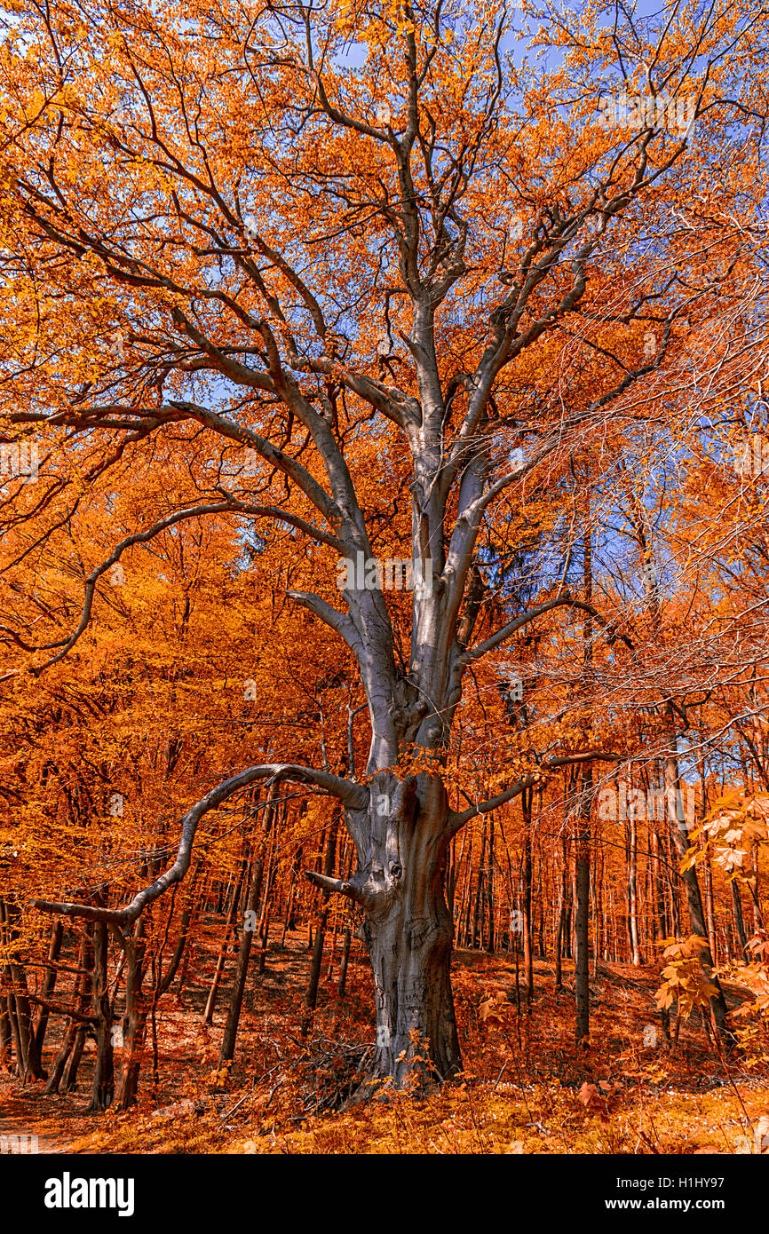 Red Beech red autumn beech with blue sky background Stock Photo - Alamy