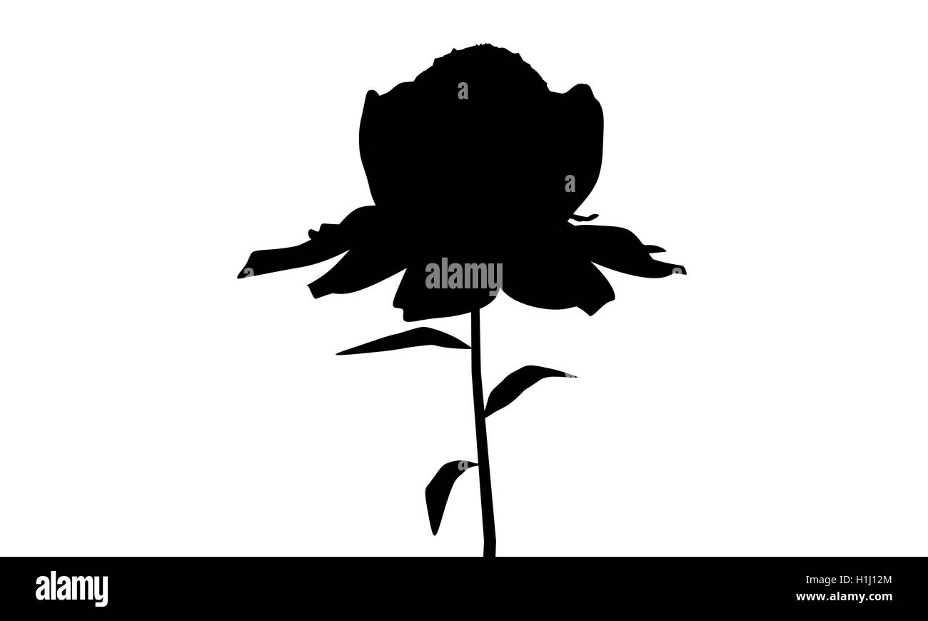 flower silhouette Stock Photo