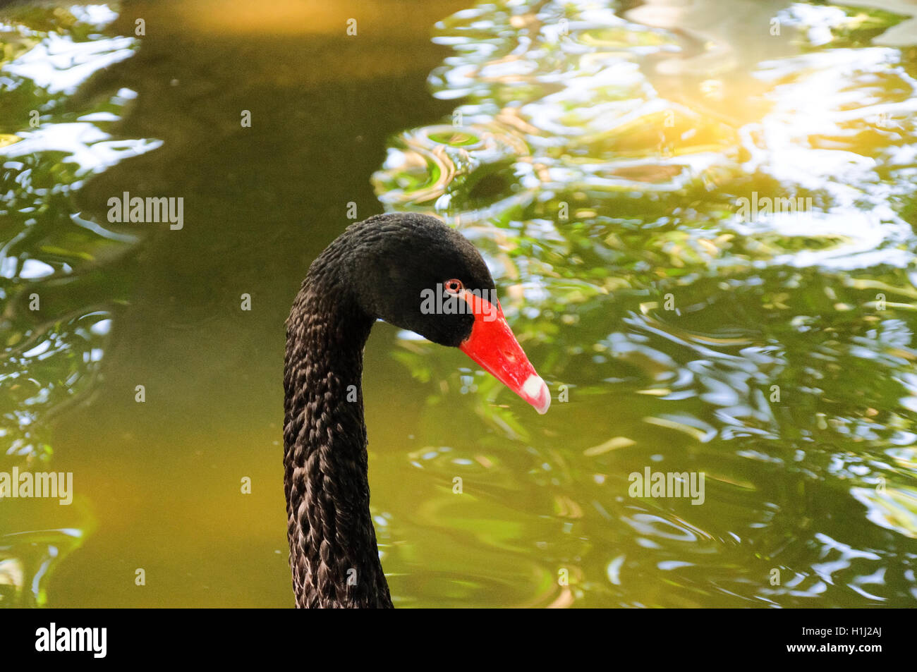 Black swan head Stock Photo Alamy