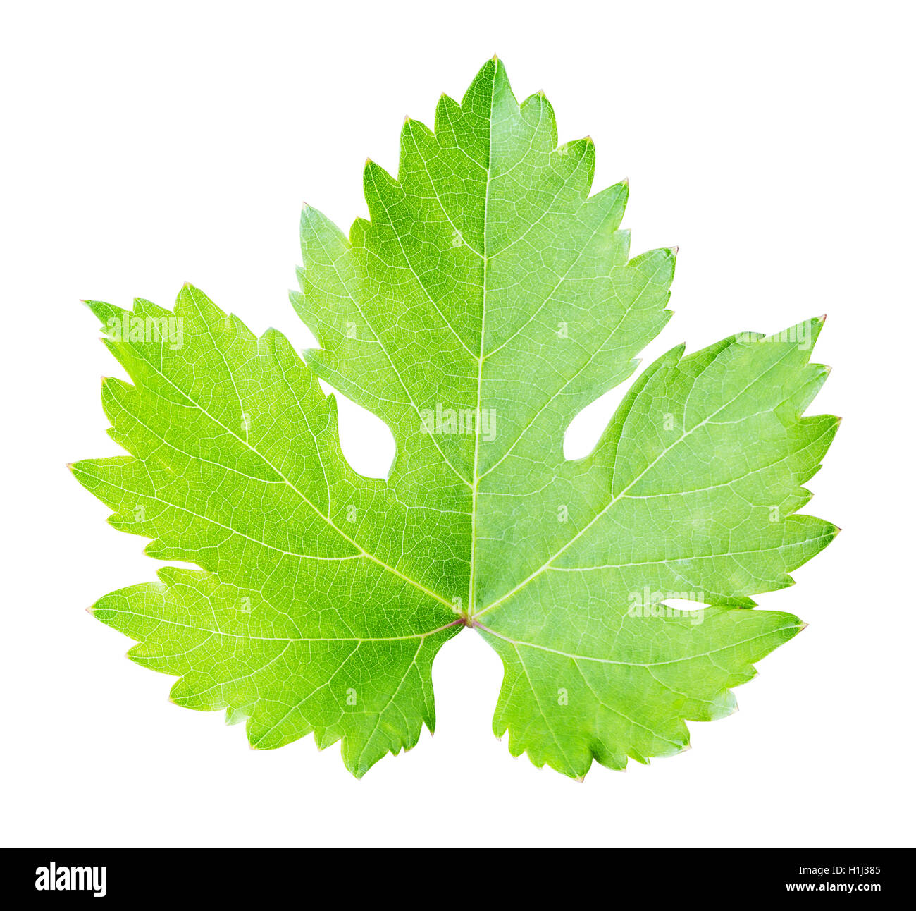 green leaf grapes isolated on white background clipping path Stock ...