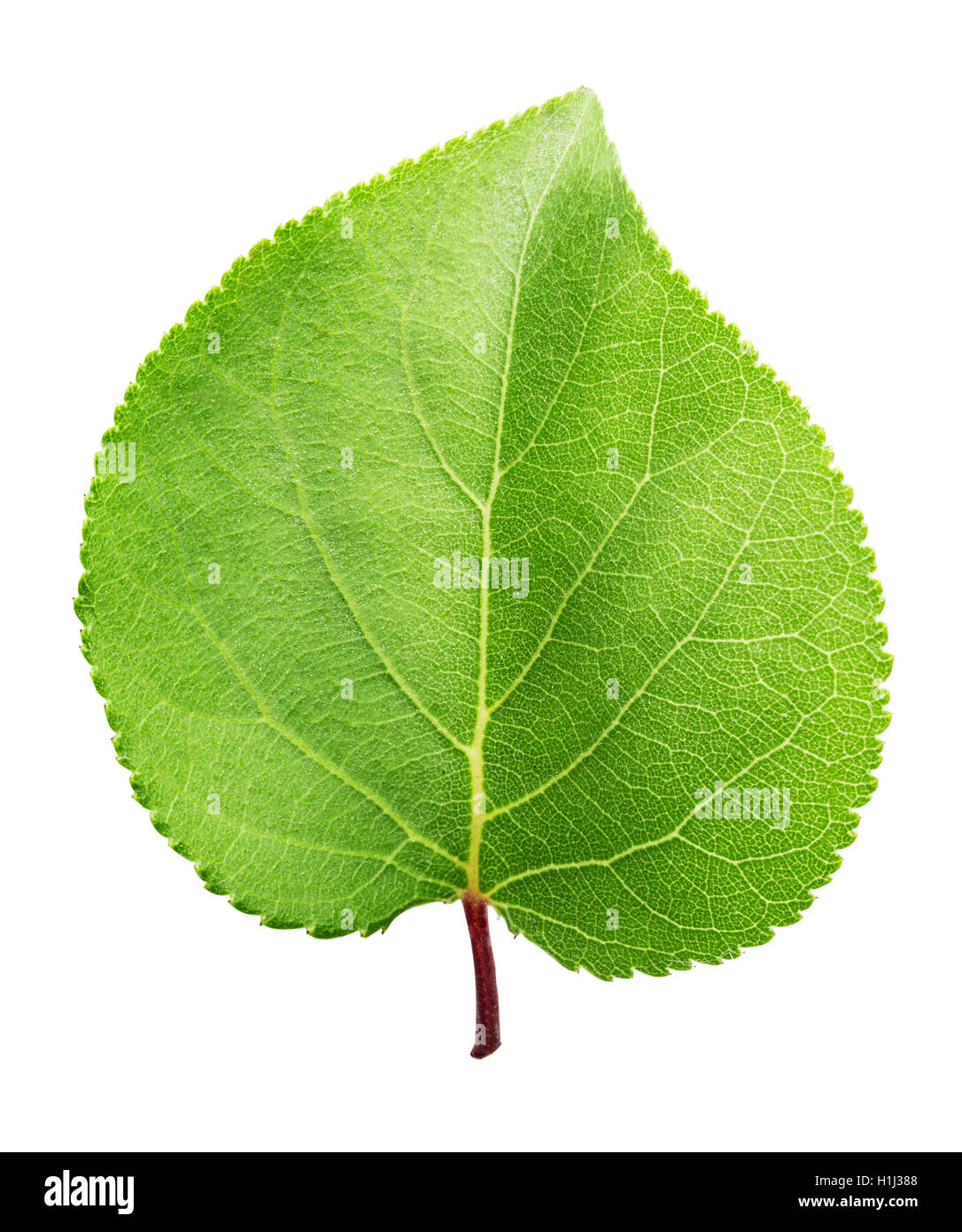 Apricot leaf hi-res stock photography and images - Alamy