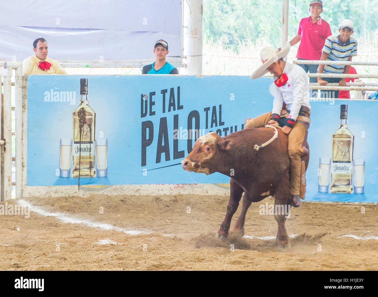 Bull riding mexico hi-res stock photography and images - Alamy