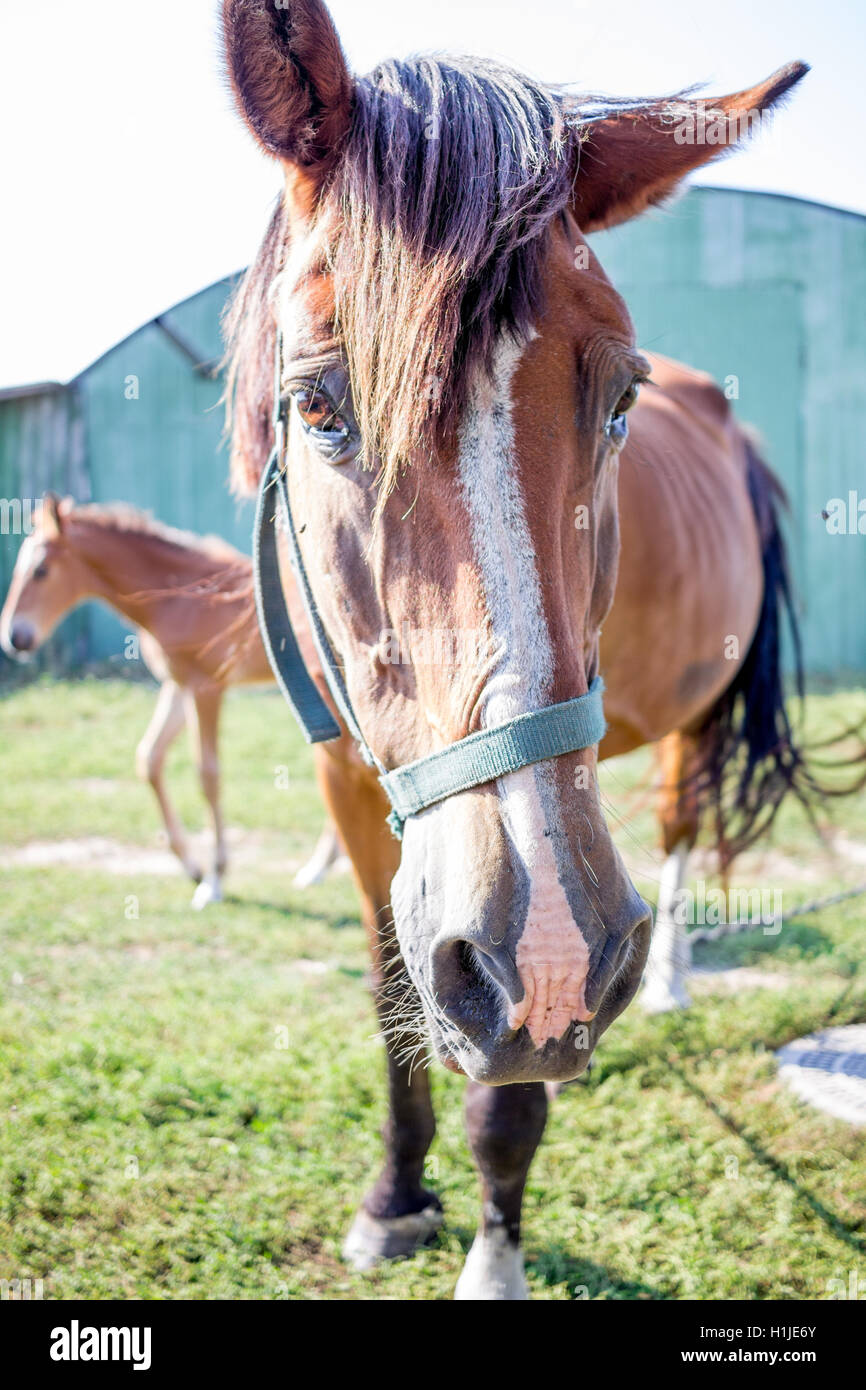 Red horse close-up sidewise at farm countryside Stock Photo