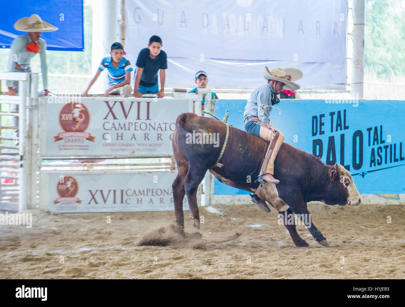 Guadalajara mexico bull hi-res stock photography and images - Alamy