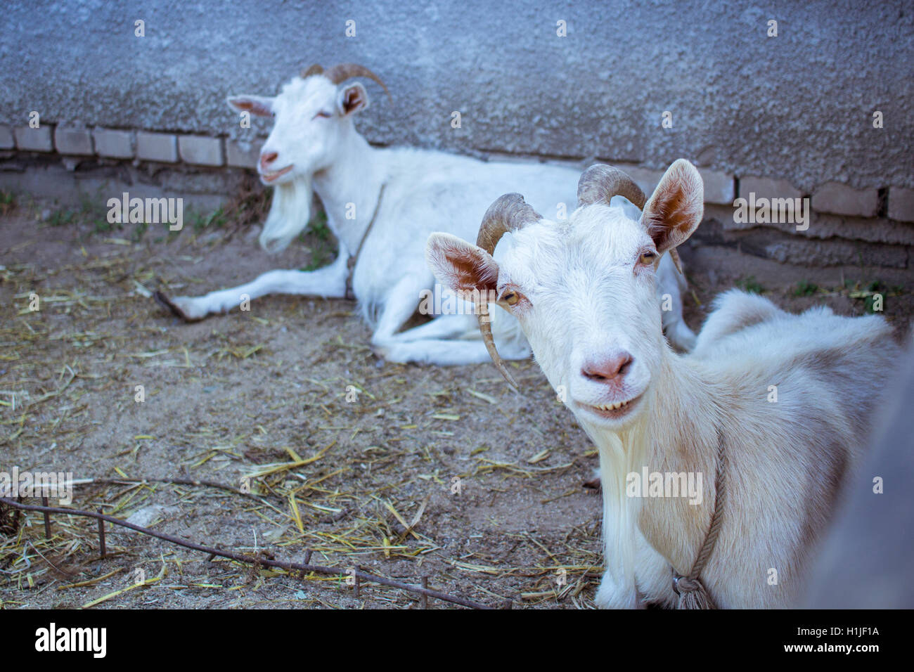 White goat laying at farm stall countryside Stock Photo