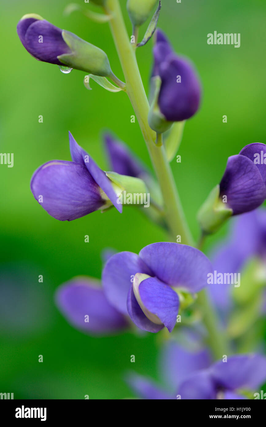 Indigo color images hi-res stock photography and images - Alamy