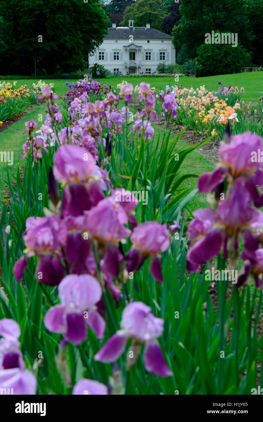 Deutsche Iris, Garten der Villa Merian, Basel, Gruen 80, Schweiz Stock Photo