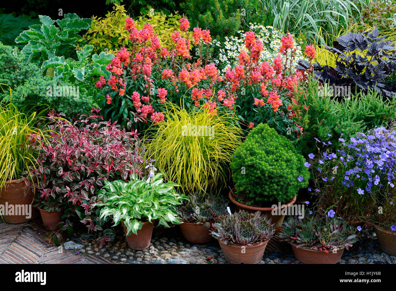 Bepflanzte Blumentoepfe mit Loewenmaul, Hosta, Hauswurz Stock Photo