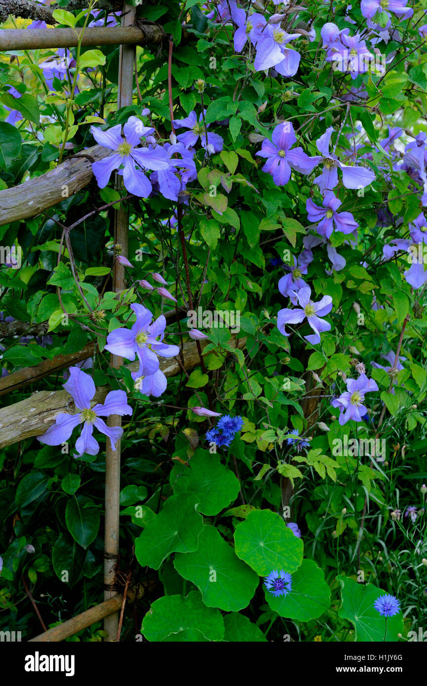 blaue Klematis an Geruest, Clematis spec. Stock Photo