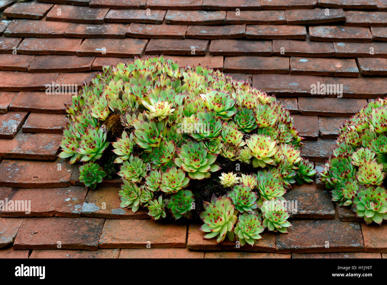 Hauswurz auf Hausdach, Sempervivum spec. Stock Photo