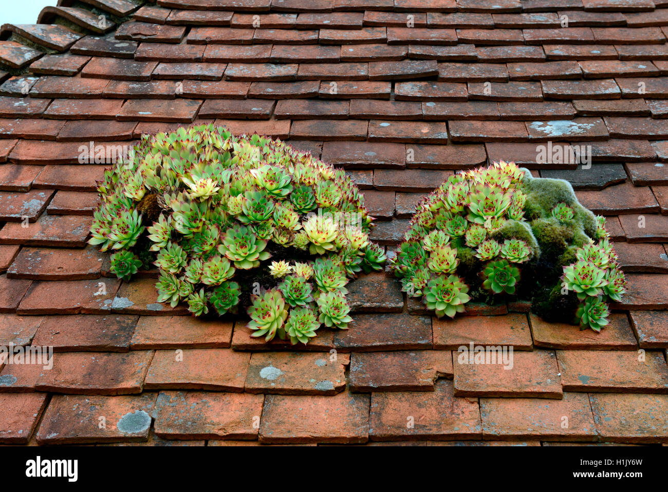 Hauswurz auf Hausdach, Sempervivum spec. Stock Photo
