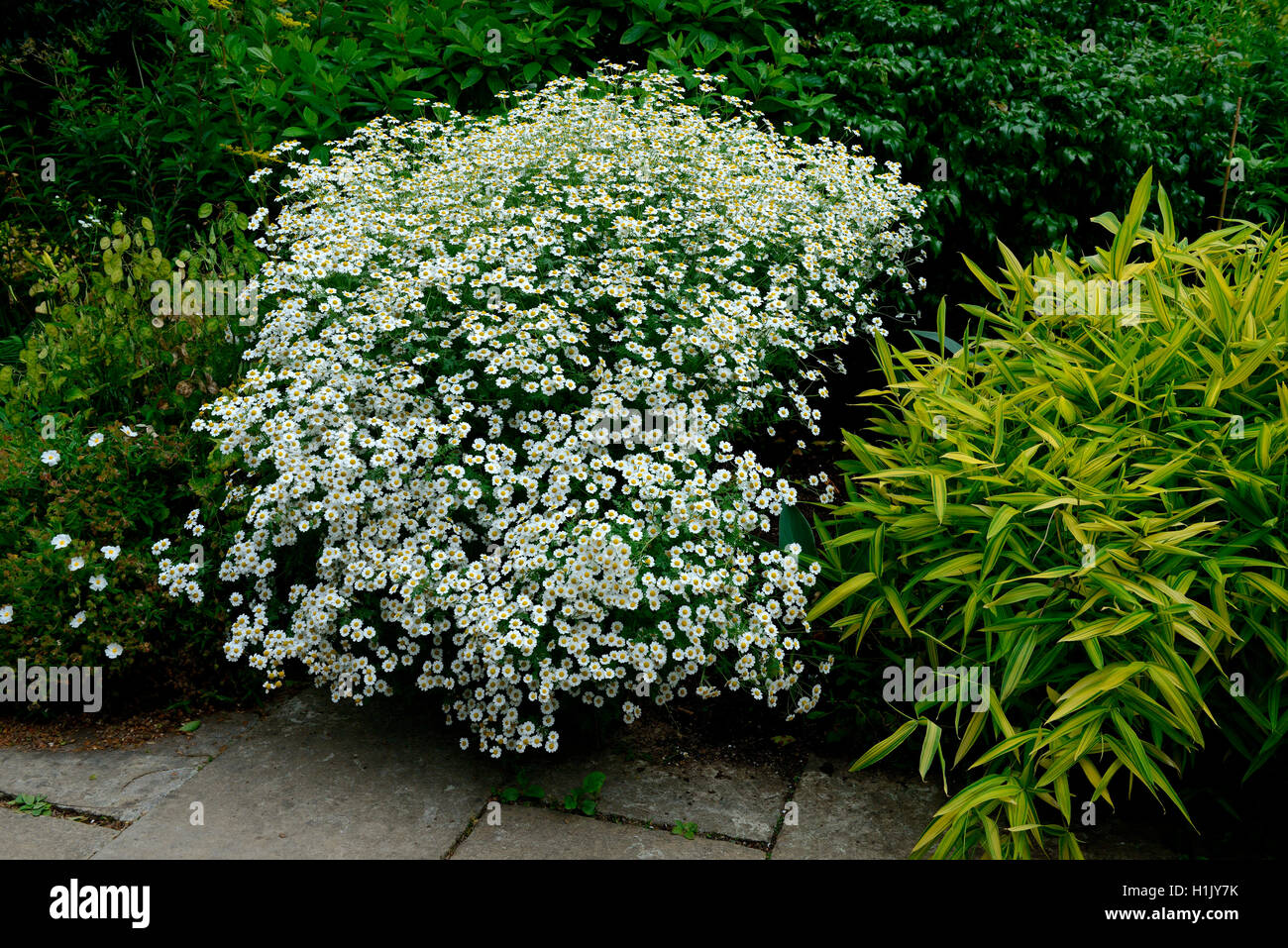 Mutterkraut, Chrysanthemum parthenium Stock Photo