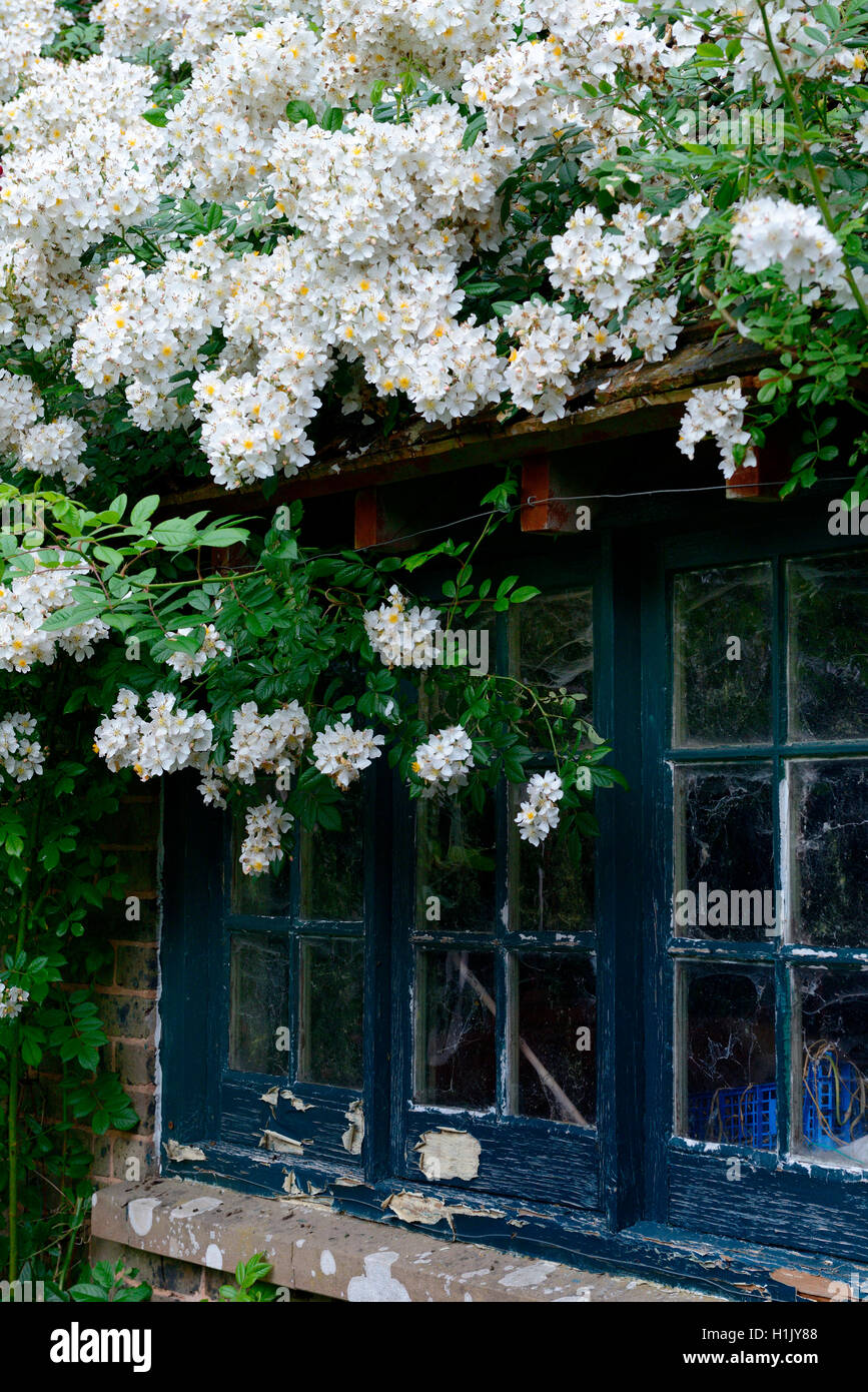 Weisse Kletterrose an Haus mit altem Fenster Stock Photo