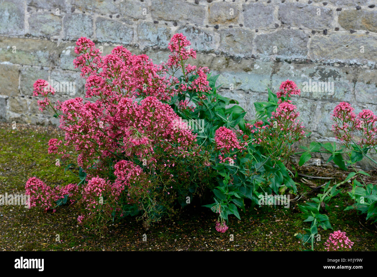 Rote Spornblume vor Mauer, Centranthus ruber, England Stock Photo