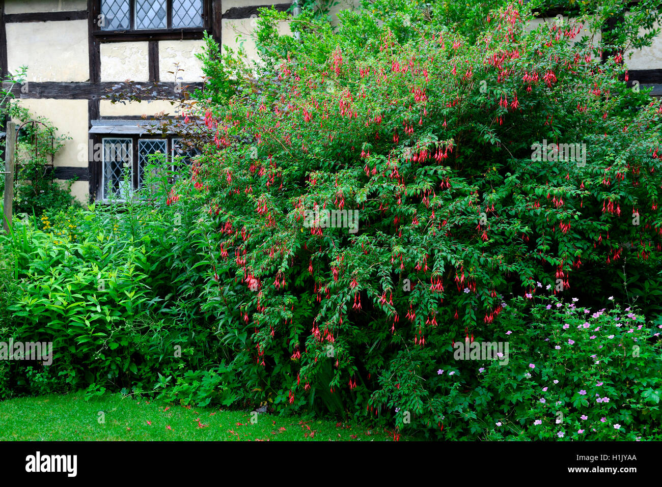 Fuchsie vor Haus, Fuchsia spec., England Stock Photo