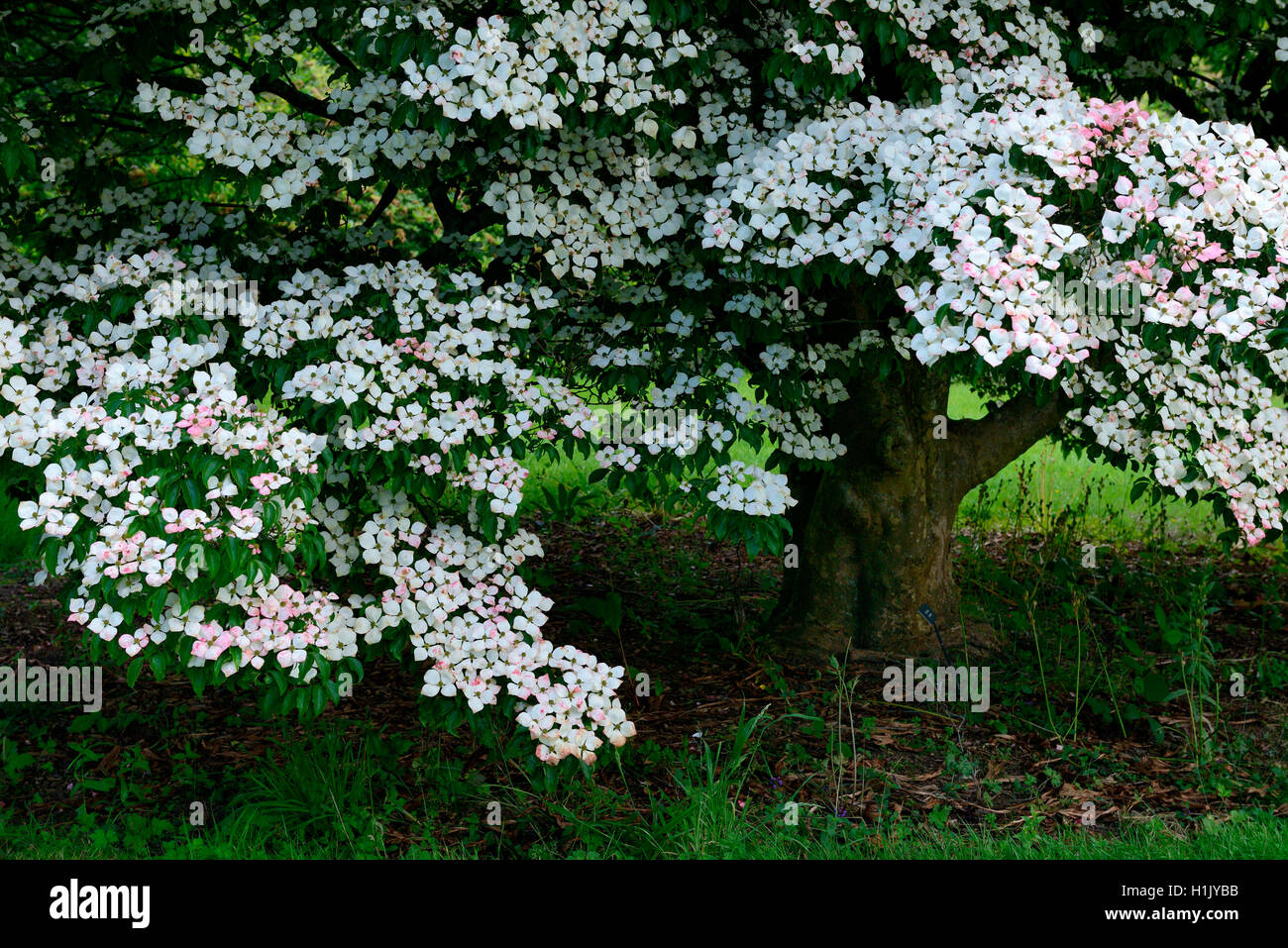 Chinesischer Hartriegelbaum, Cornus kousa var. chinensis, England Stock Photo