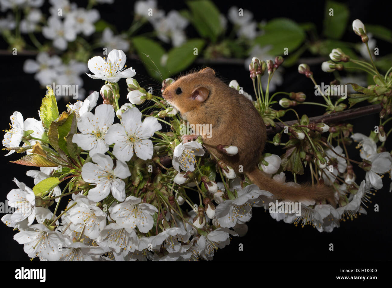 Hazel Dormouse, adult, in cherry flowers, (Muscardinus avellanarius) Stock Photo
