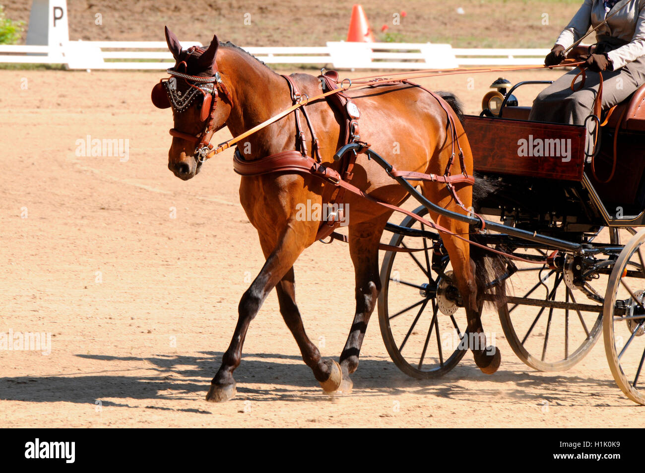 Holsteiner Horse, Combined Driving, carriage, equestrian sport, harness